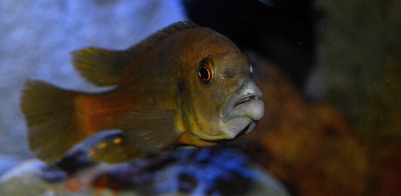 Abactochromis labrosus